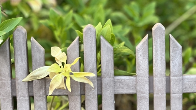 ダイソー花壇フェンスのおすすめポイント