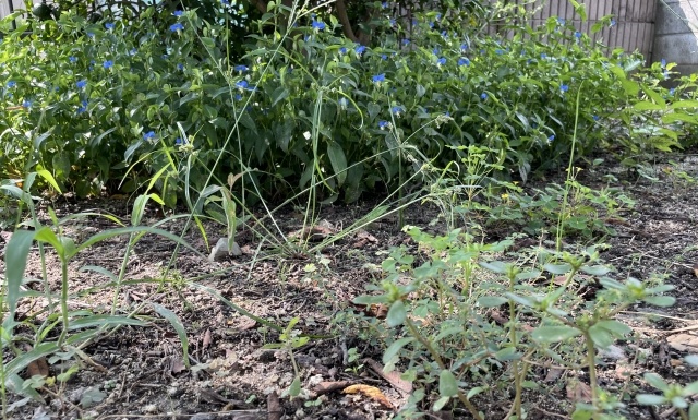 お金のかからない雑草対策の方法