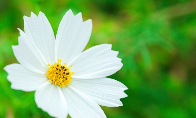 ガーデニングの癒し効果を知ろう