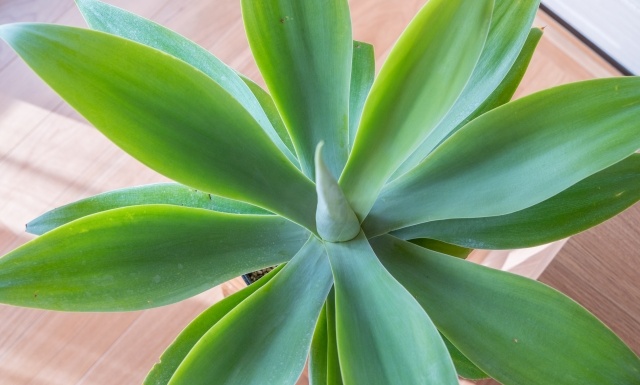 観葉植物と雑貨で作るおしゃれ空間