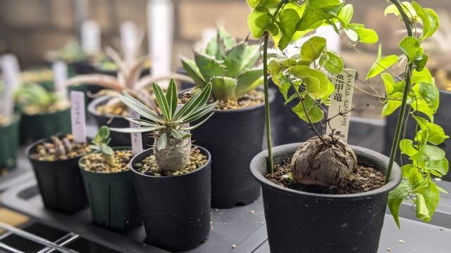 塊根植物が揃う専門店を紹介